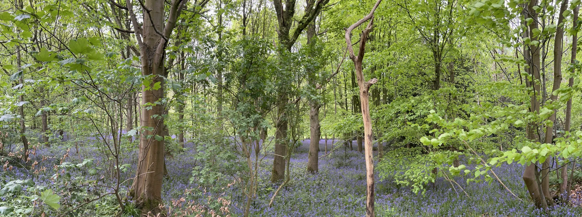 Forest canopy
